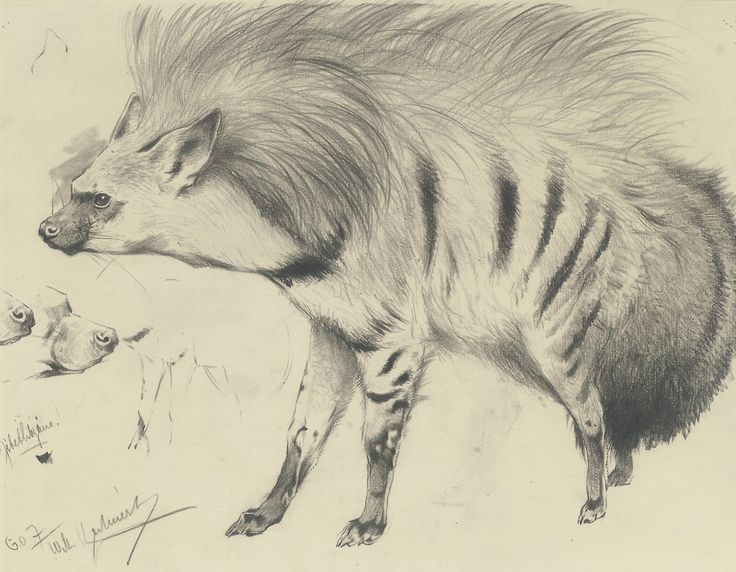 a pencil drawing of a hyena and her baby