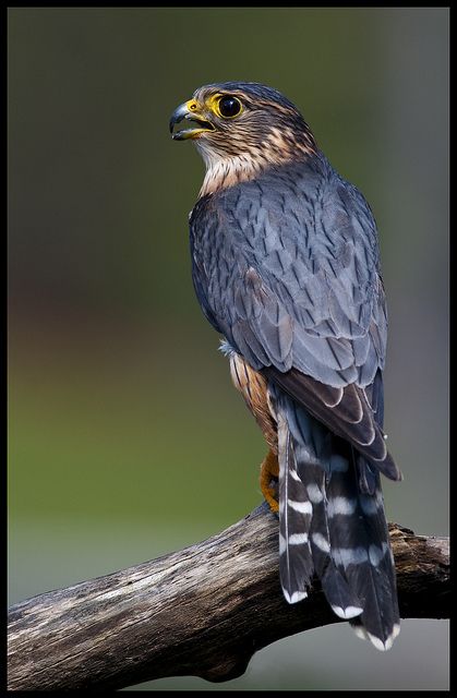 a bird sitting on top of a wooden branch