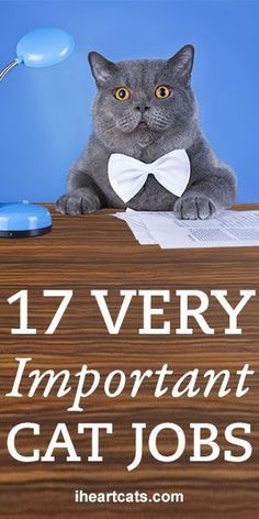 a gray cat wearing a bow tie sitting at a desk with the words 17 very important cat jobs