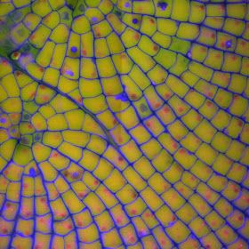 an image of some yellow fruit in the middle of it's netted surface