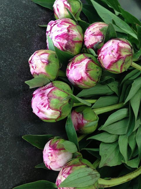 pink and white flowers with green leaves on the ground in front of a black surface