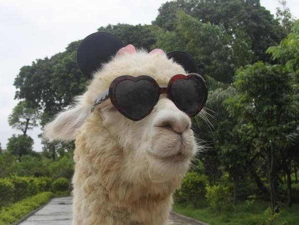 a llama wearing heart shaped sunglasses with the caption primadomma girl yeah, all i ever wanted was the world