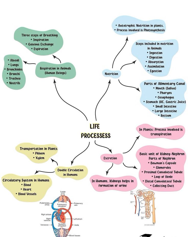 the life process is shown in this diagram, which shows how to use it for medical purposes