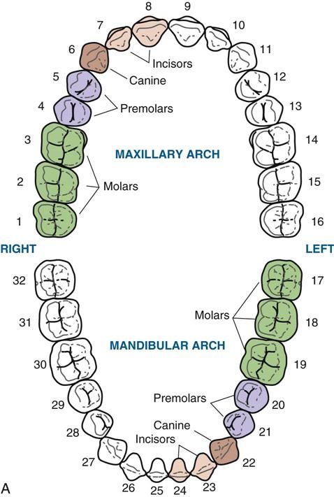 Orthodontic Assistant Study Guides, Dental Anatomy Study, Dental Flashcards, Dental Assistant Instructor, Dental Assistant Notes, Pre Dental Student, Periodontist Assistant, Dental Charting Symbols, Dental Diagram