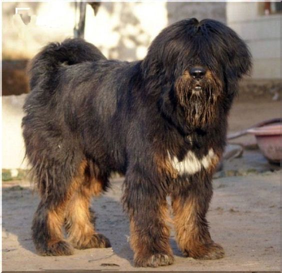 a shaggy brown dog standing on top of a dirt field