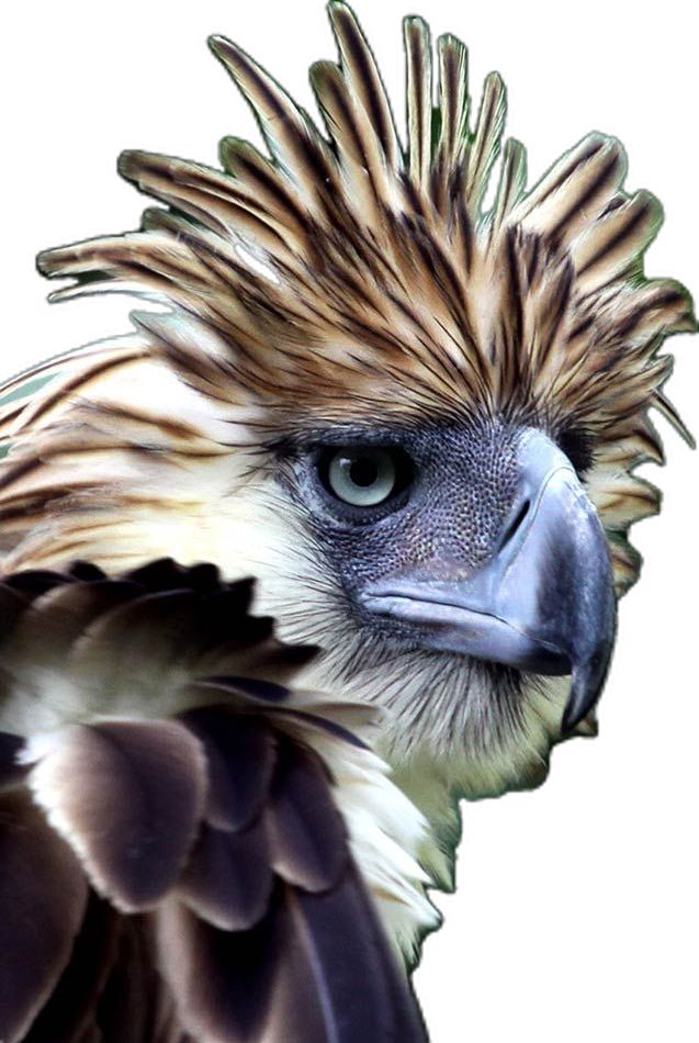 a close up of a bird with feathers on it's head