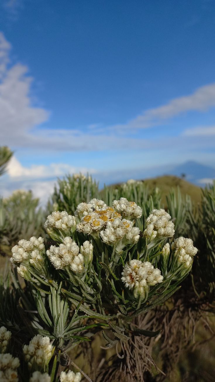 some white flowers are in the middle of a field with blue sky and clouds behind them