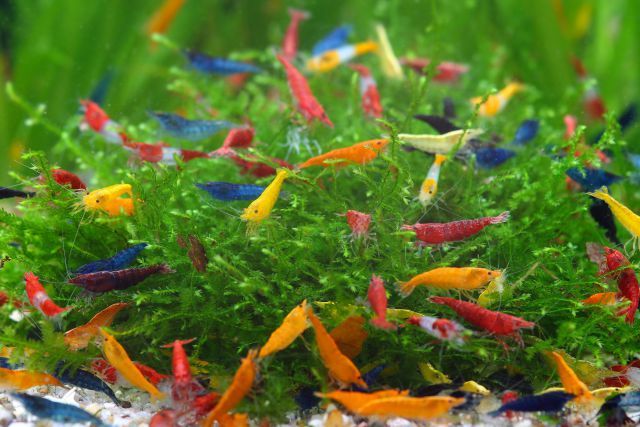 an aquarium filled with lots of colorful fish in it's water and algae growing on the bottom