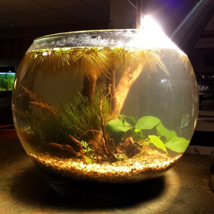 an aquarium filled with water and plants on top of a table