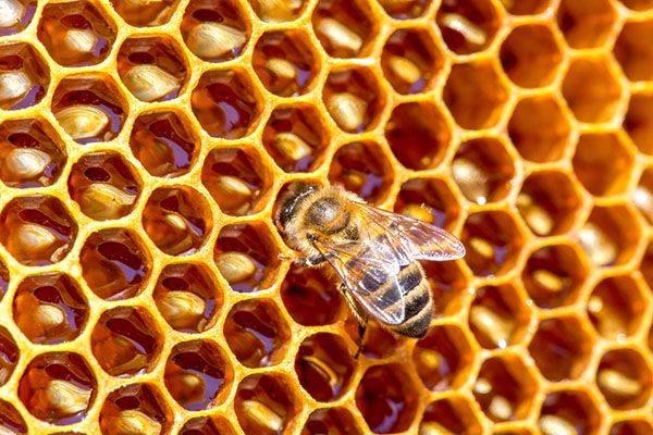 a bee is sitting on top of a honeycomb