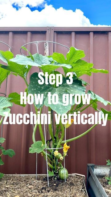 a plant with the words step 3 how to grow zucchini vertically on it