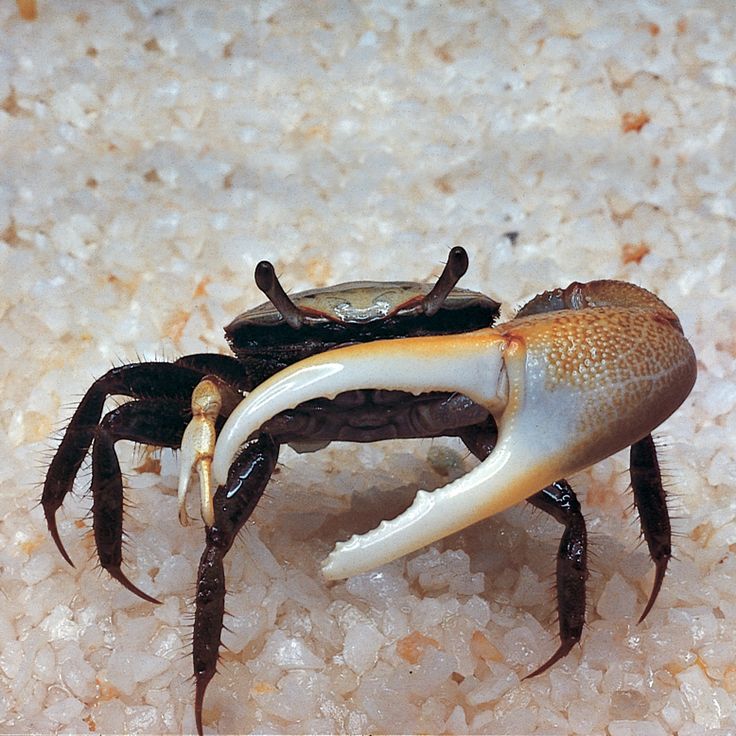 two black crabs sitting on top of some white sand and one crab has it's front legs curled up