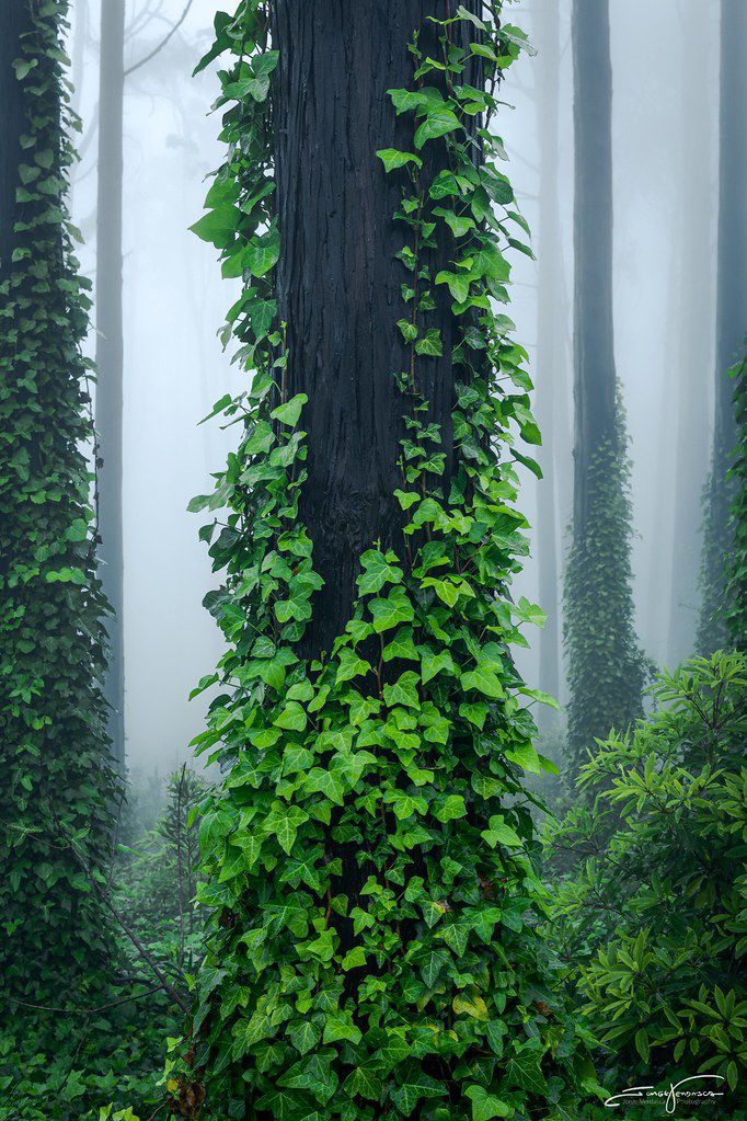 an ivy covered tree in the middle of a forest