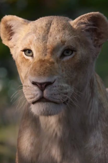 a close up of a young lion cub looking at the camera with an intense look on its face