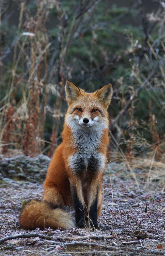 a red fox sitting in the middle of a forest