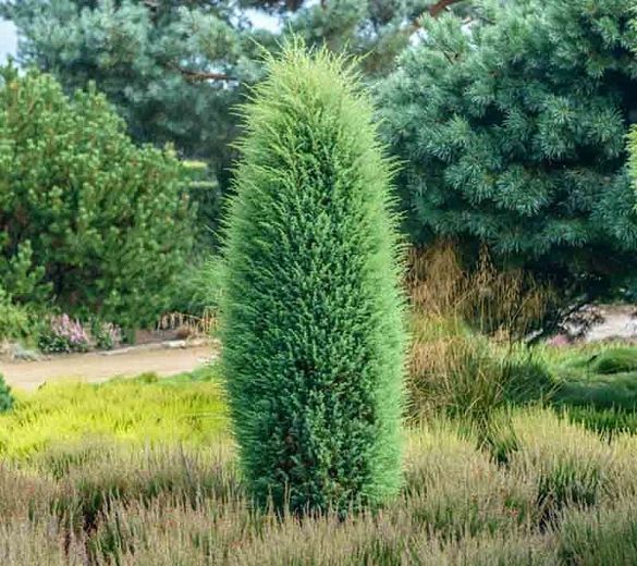 two tall trees in the middle of a field with lots of grass and bushes around them