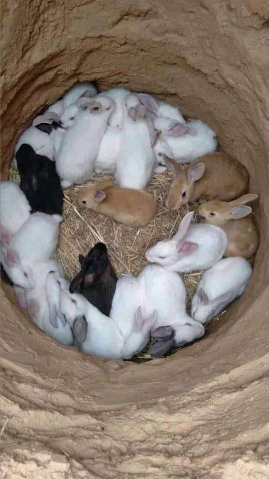 a group of rabbits in a hole with hay