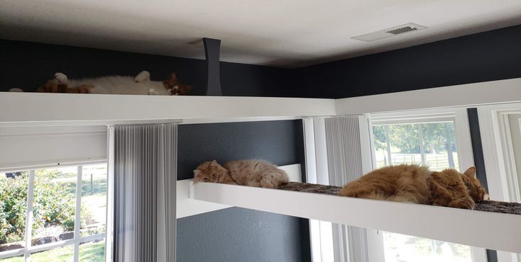 two cats laying on top of windows in a room