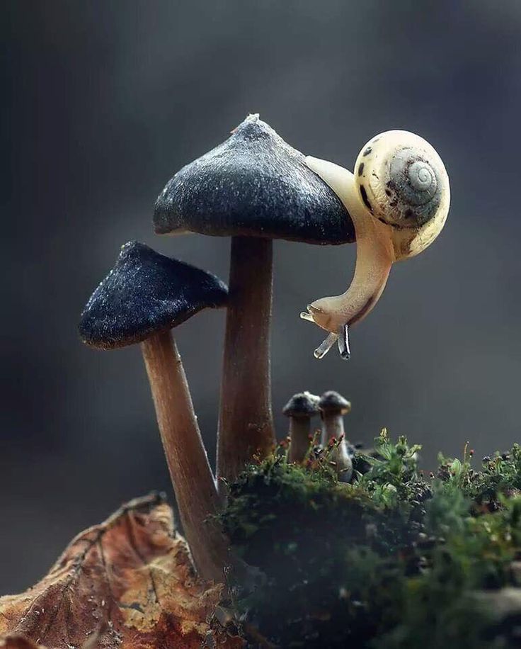 two mushrooms with one snail on top of it and the other mushroom below them, in front of a dark background