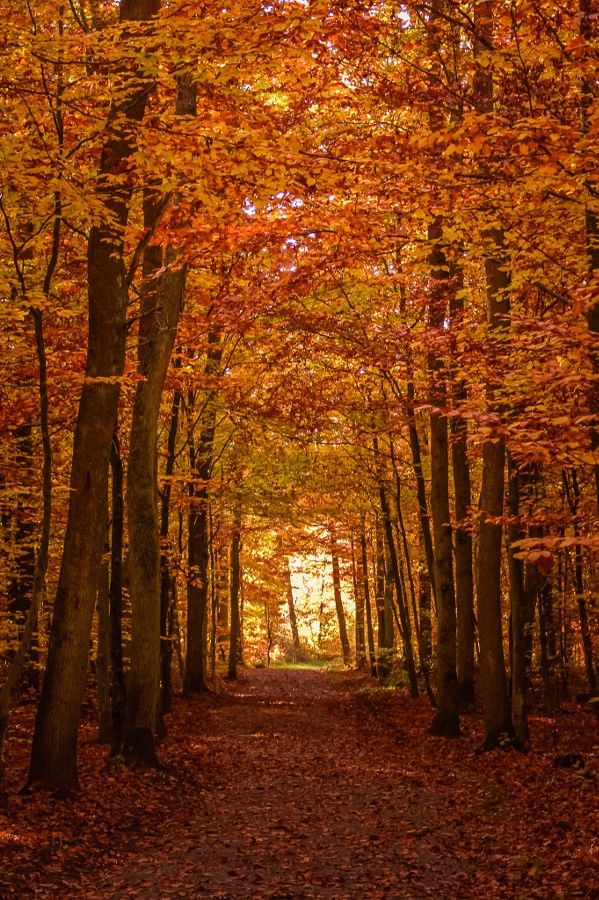 a path in the woods with lots of leaves on it and trees lining both sides