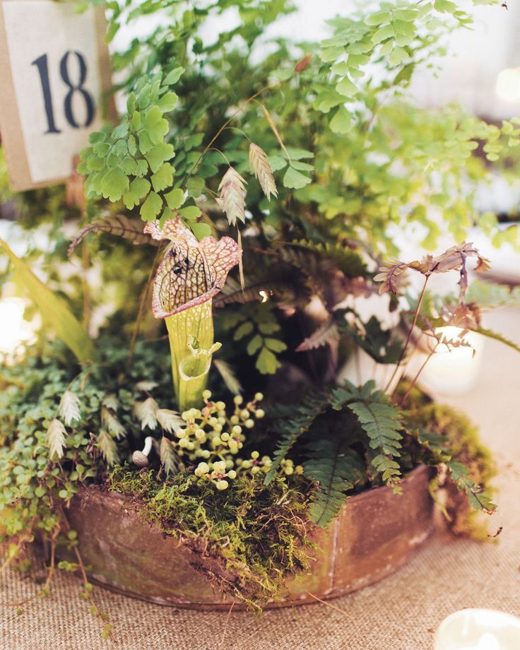 Burlap-covered tables were topped with centerpieces of ferns, sheet moss, sea oats, and mushrooms at this fall wedding in New York. Rustic Fall Wedding Centerpieces, Moss Centerpiece Wedding, Fern Centerpiece, Sheet Moss, Moss Centerpieces, Moss Wedding, Rustic Arrangements, Expensive Flowers, Intimate Outdoor Wedding