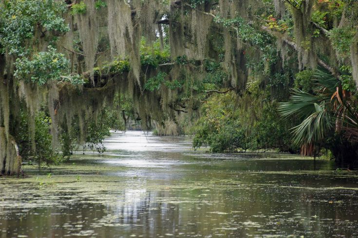 the trees are covered in moss and hanging over the water