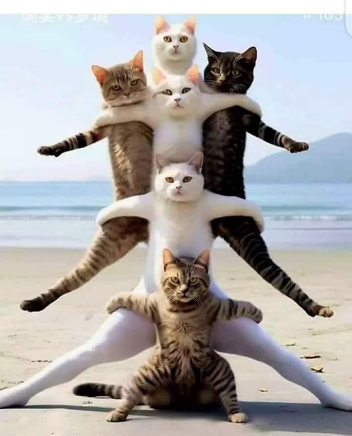 a group of cats sitting on top of each other in the sand at the beach