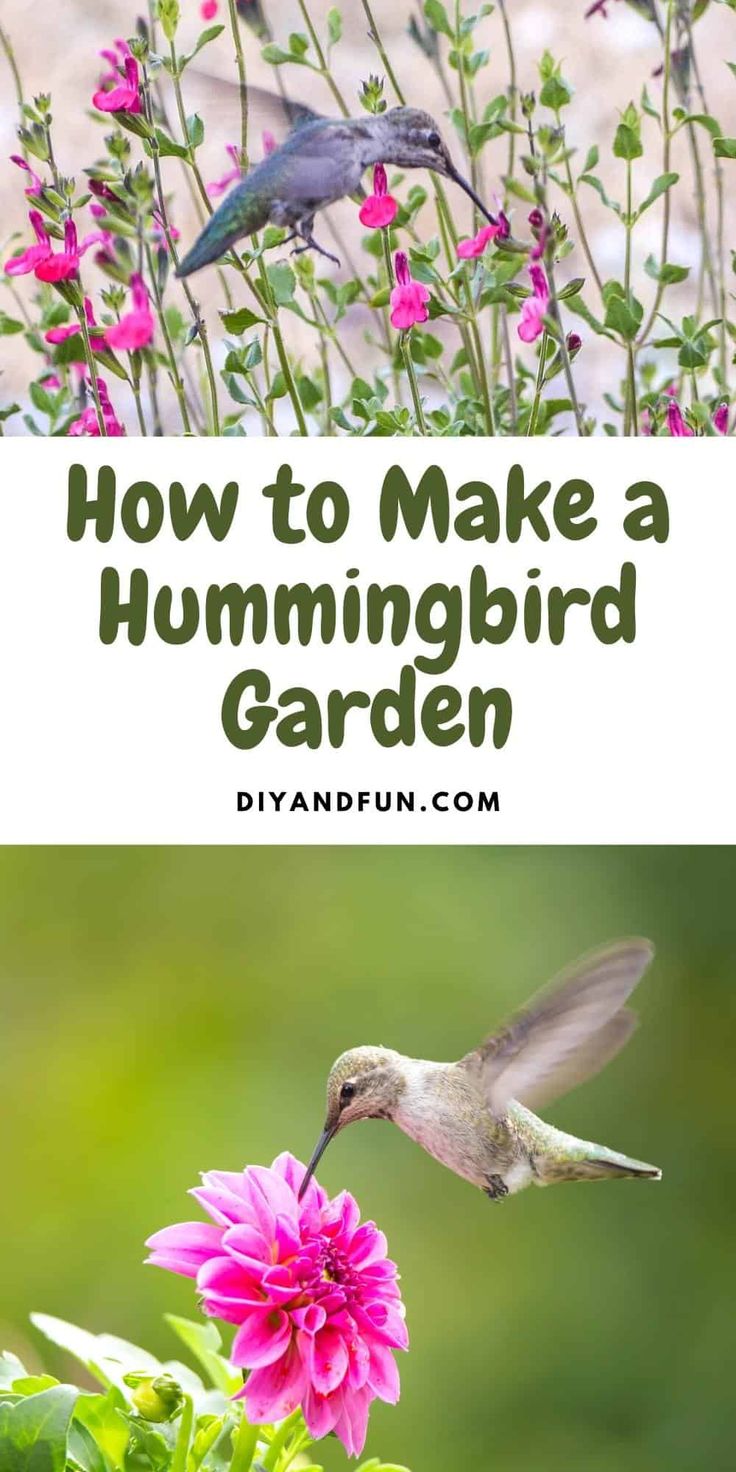 a hummingbird feeding from a pink flower with the words how to make a hummingbird garden