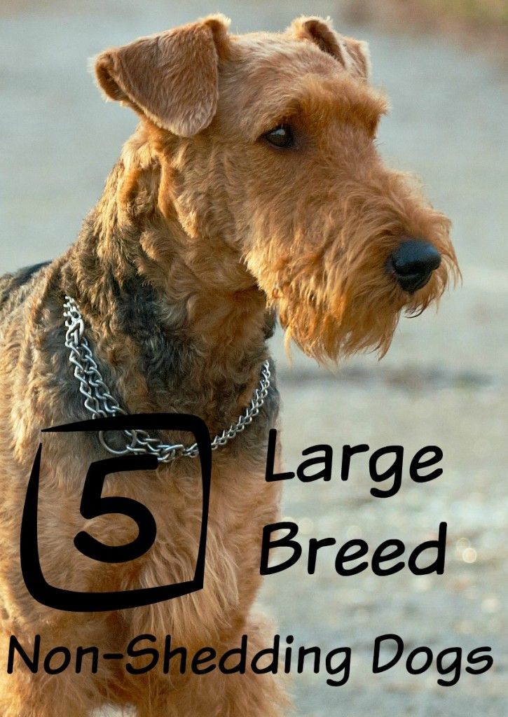 a small brown dog standing on top of a gravel road with the number 5 large breed non - shedding dogs