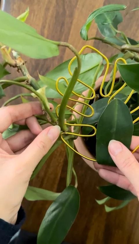 two hands are holding green leaves with yellow spirals on them, while another person holds the plant in their left hand