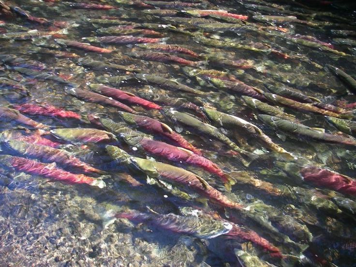 a group of fish that are swimming in some water