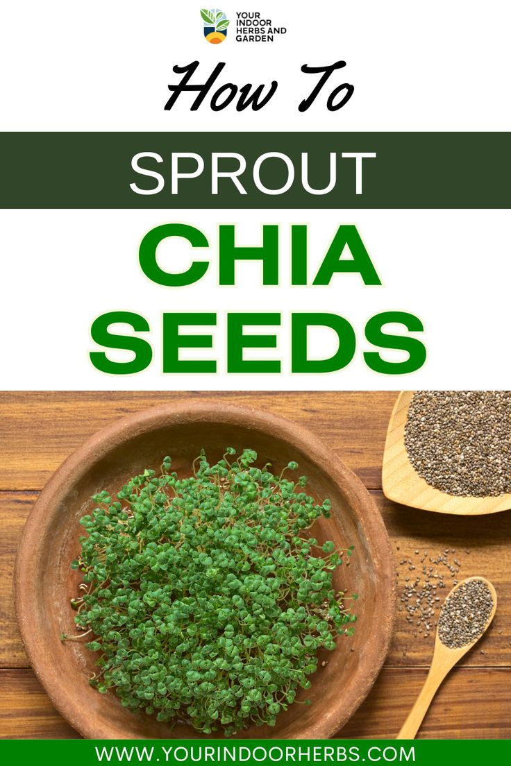 how to sprout chia seeds in a bowl