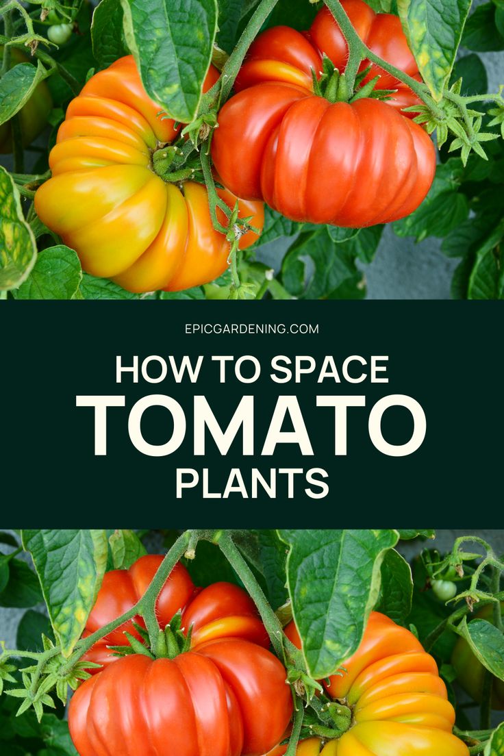 tomatoes growing on the vine with text overlay that reads how to space tomato plants