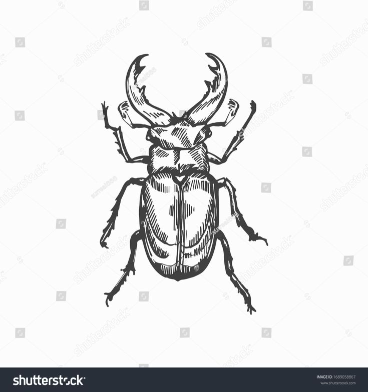 an insect drawn in black ink on white paper, with the image of a beetle's head