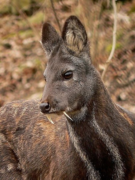 an animal that is standing in the grass with it's head turned to the side