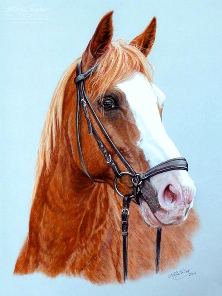 a drawing of a horse's head and bridle