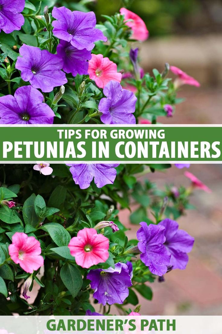 purple petunias growing in containers with text overlay that reads tips for growing petunias in containers