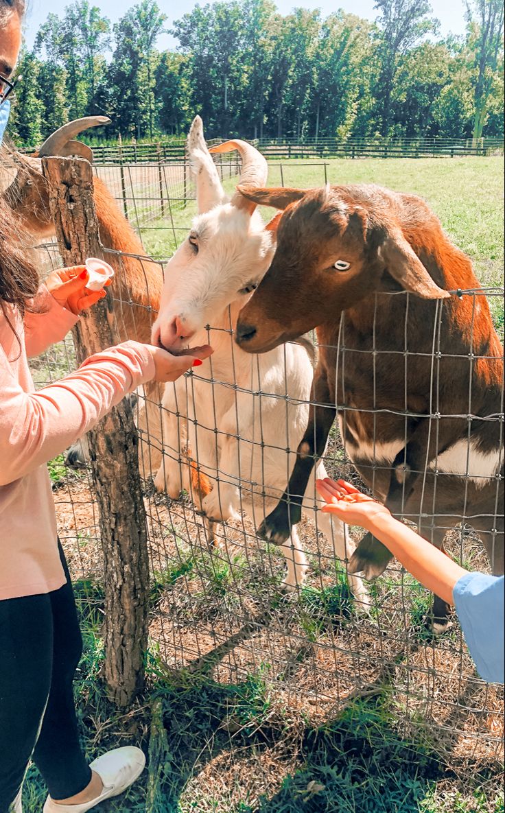 two people petting the head of a cow through a fence