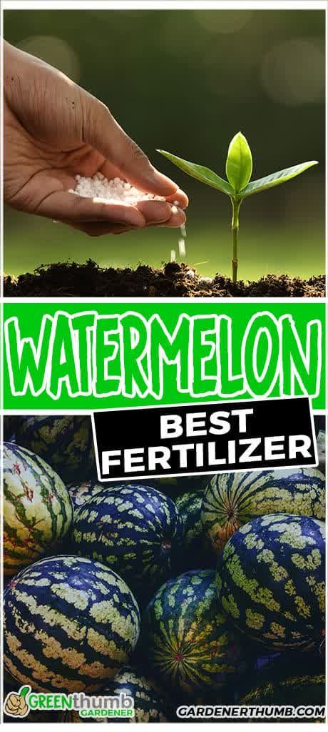 watermelon is the best fertiizer for seedlings and other plants that are easy to grow