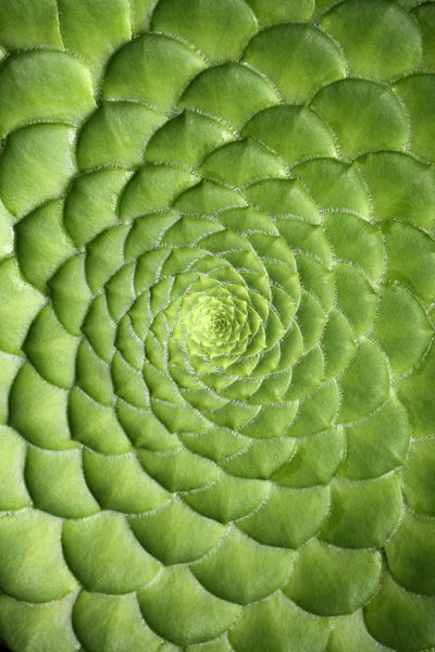 the center of a large green plant with spirals in it's center, as seen from above