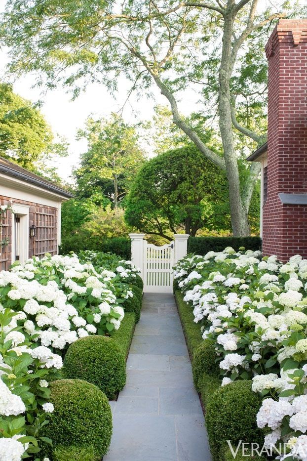 white hydrangeas line the walkway between two brick buildings and a garden path leading to an entrance