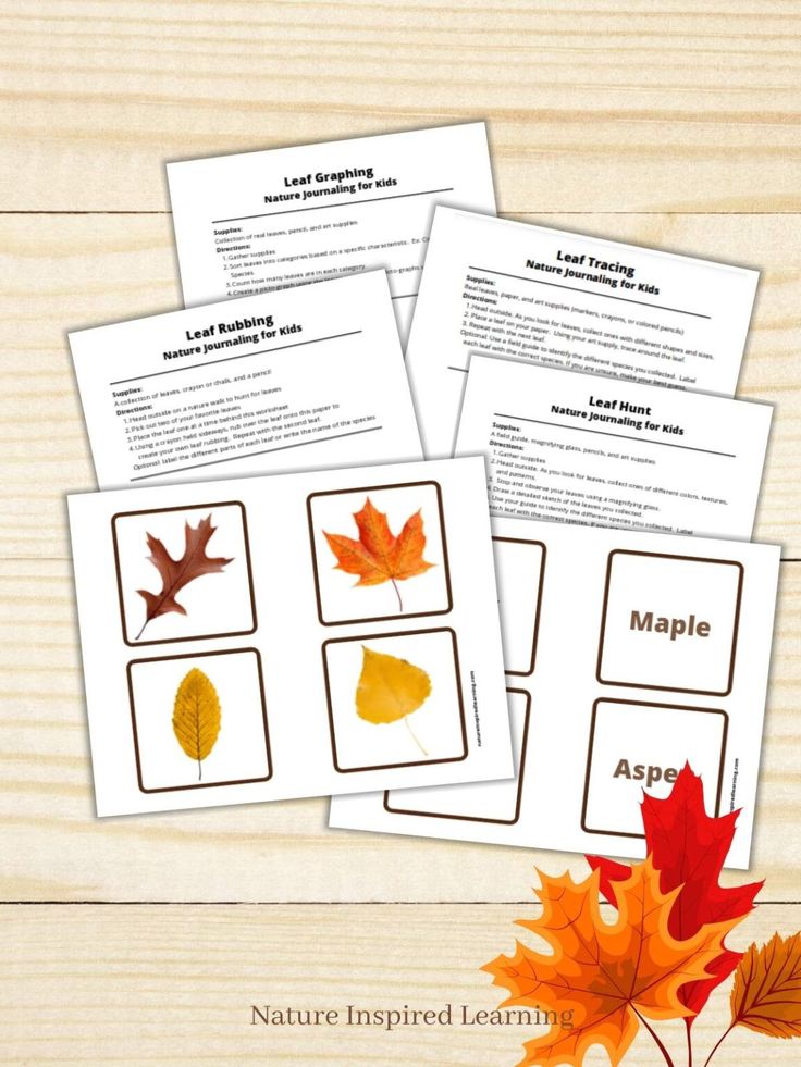 four leaf matching cards with the words maple on them and three different leaves in front