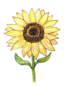 Sunflower, Colored Pencils, Drawing Colored Pencil Drawing Tutorial, Sunflower Sketches, Sunflower Tattoo Small, Sunflower Illustration, Sunflower Images, Paint Crafts, Sunflower Drawing, Sunflower Colors, Sunflower Pictures