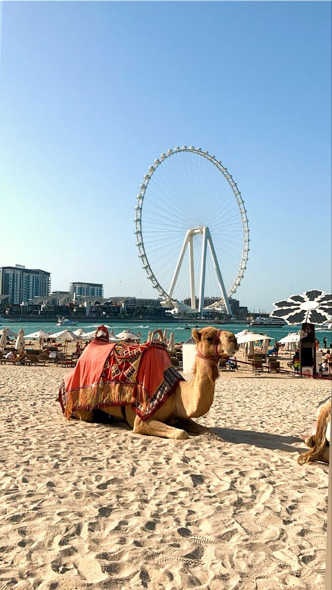 two camels are sitting on the beach with a ferris wheel in the background