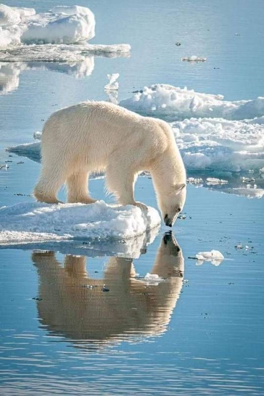 a polar bear is standing on an ice floet and drinking from the water