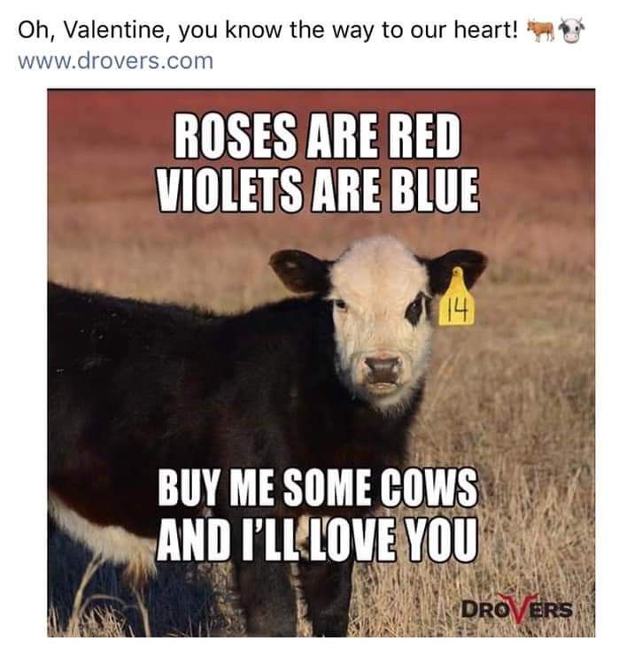 a black and white cow standing on top of a dry grass field next to a sign that says roses are red violets are blue buy me some cows and i'll love you