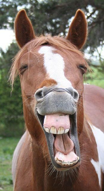 a brown and white horse with its mouth open