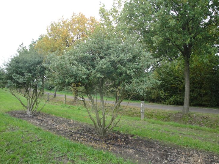 some very pretty trees by the side of the road