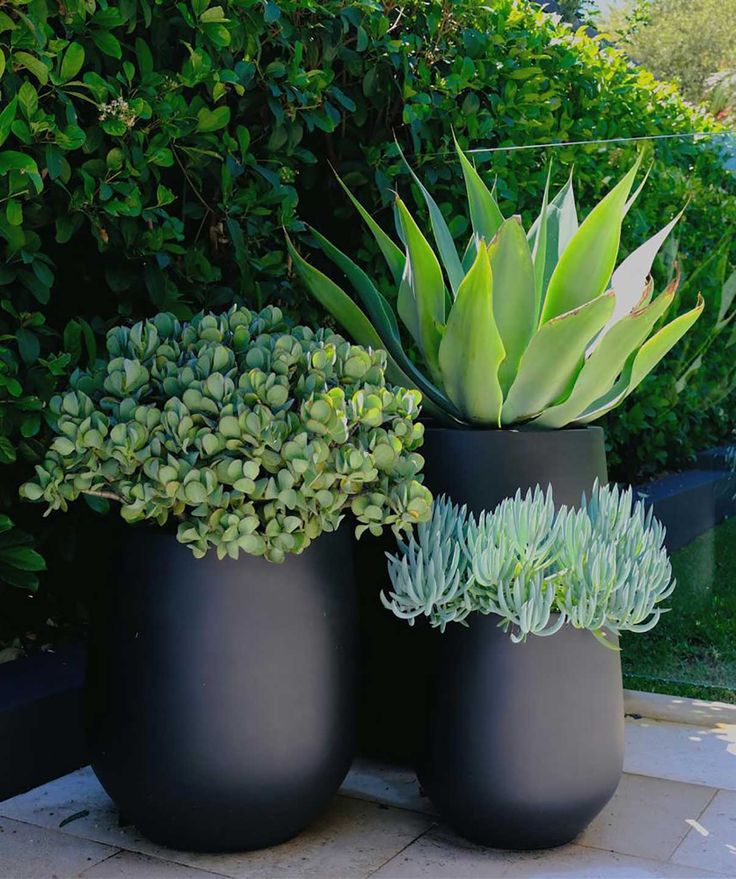 three black vases with plants in them sitting on a stone floor next to bushes