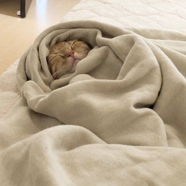 an orange cat sleeping in a blanket on top of a bed